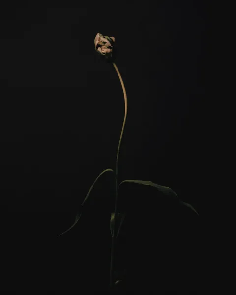 Still Life & Product – frame 15
