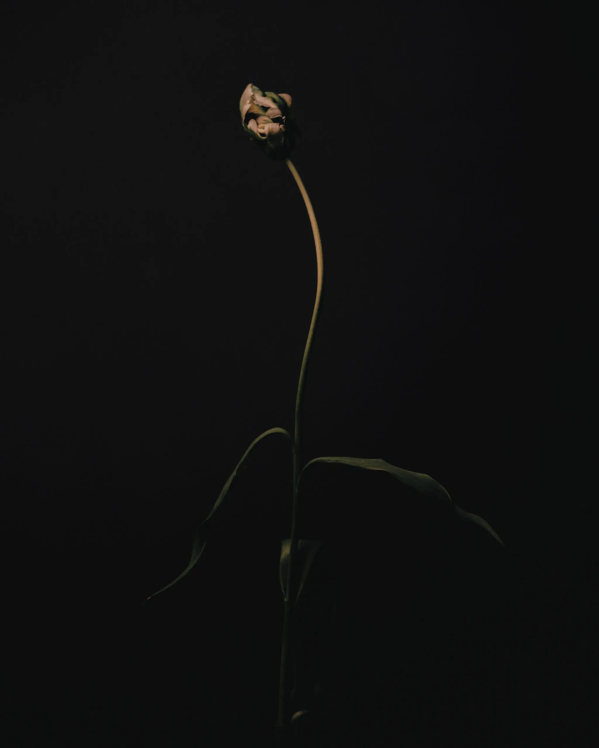 Still life with flowers in soft window light