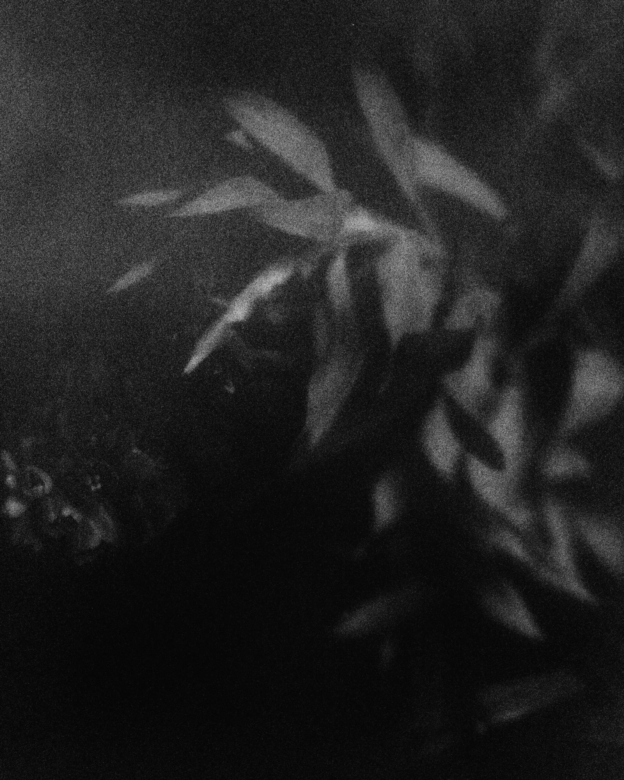 Still life in low light