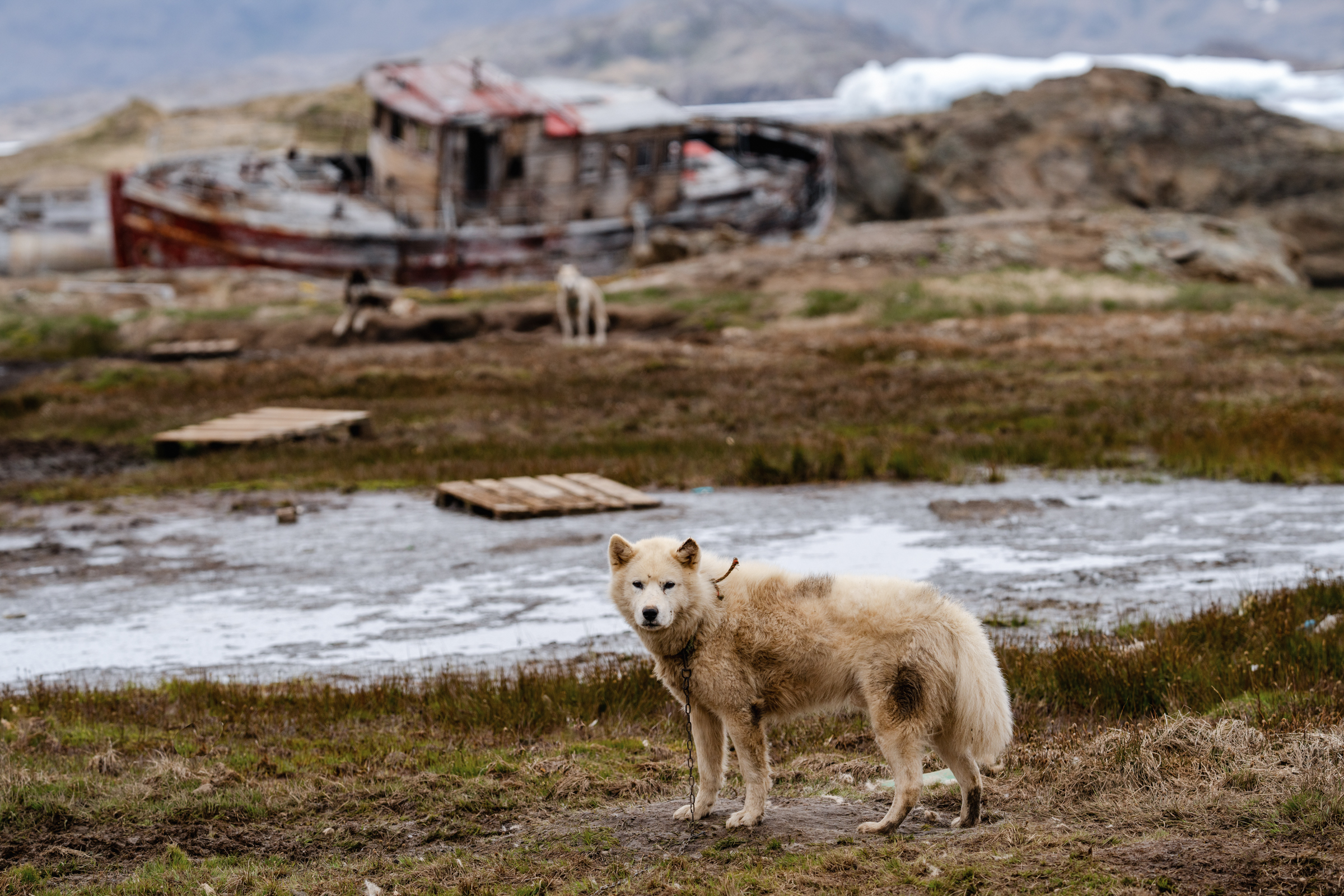 Sled dogs in Tasiilaq. Photo by Filip Gielda