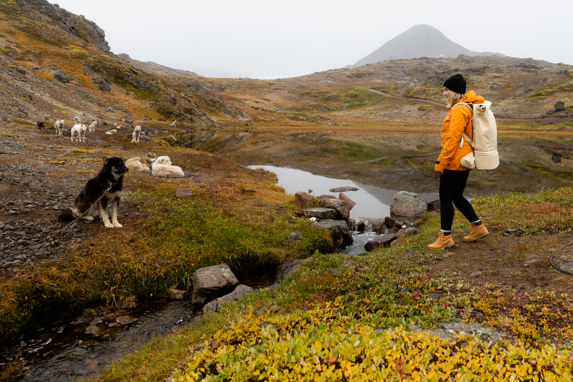 Curious sled dogs in holiday mode. (Flower Valley). Photo by Philipp Mitterlehner - Visit Greenland