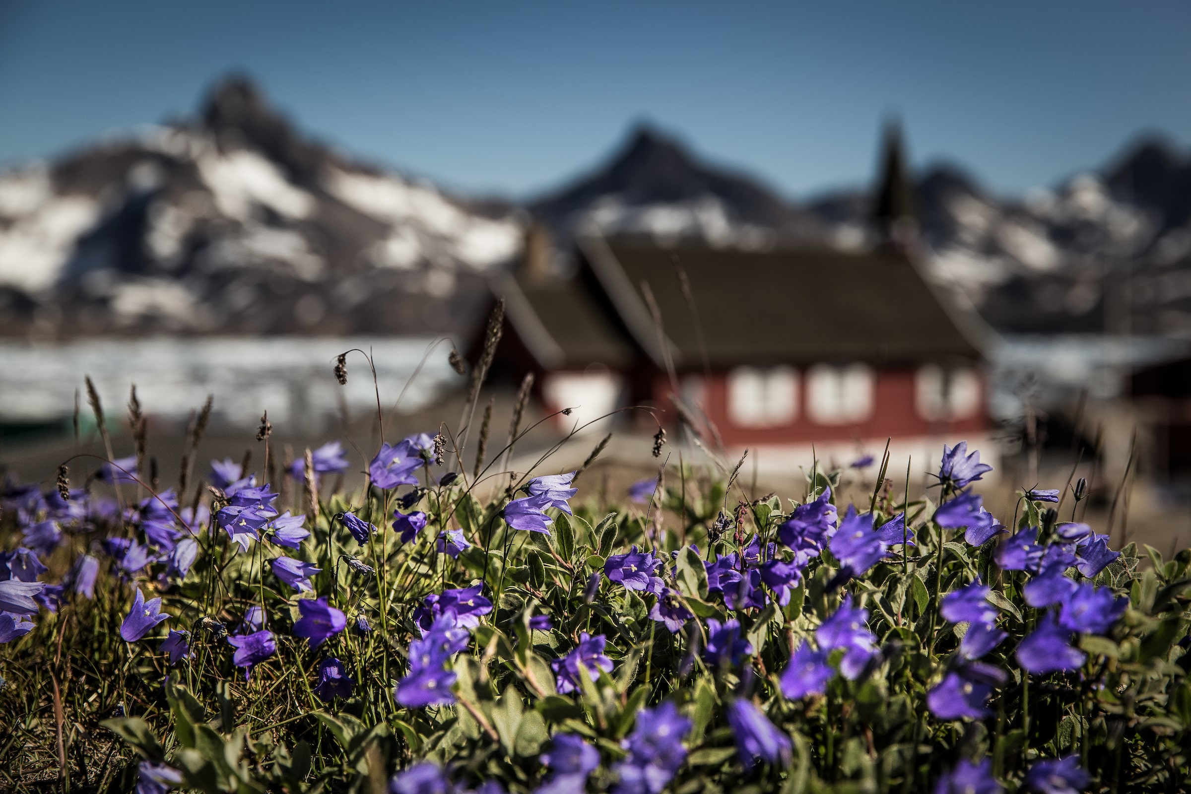 Flowers in Tasiilaq in East Greenland. Photo by Mads Pihl - Visit Greenland