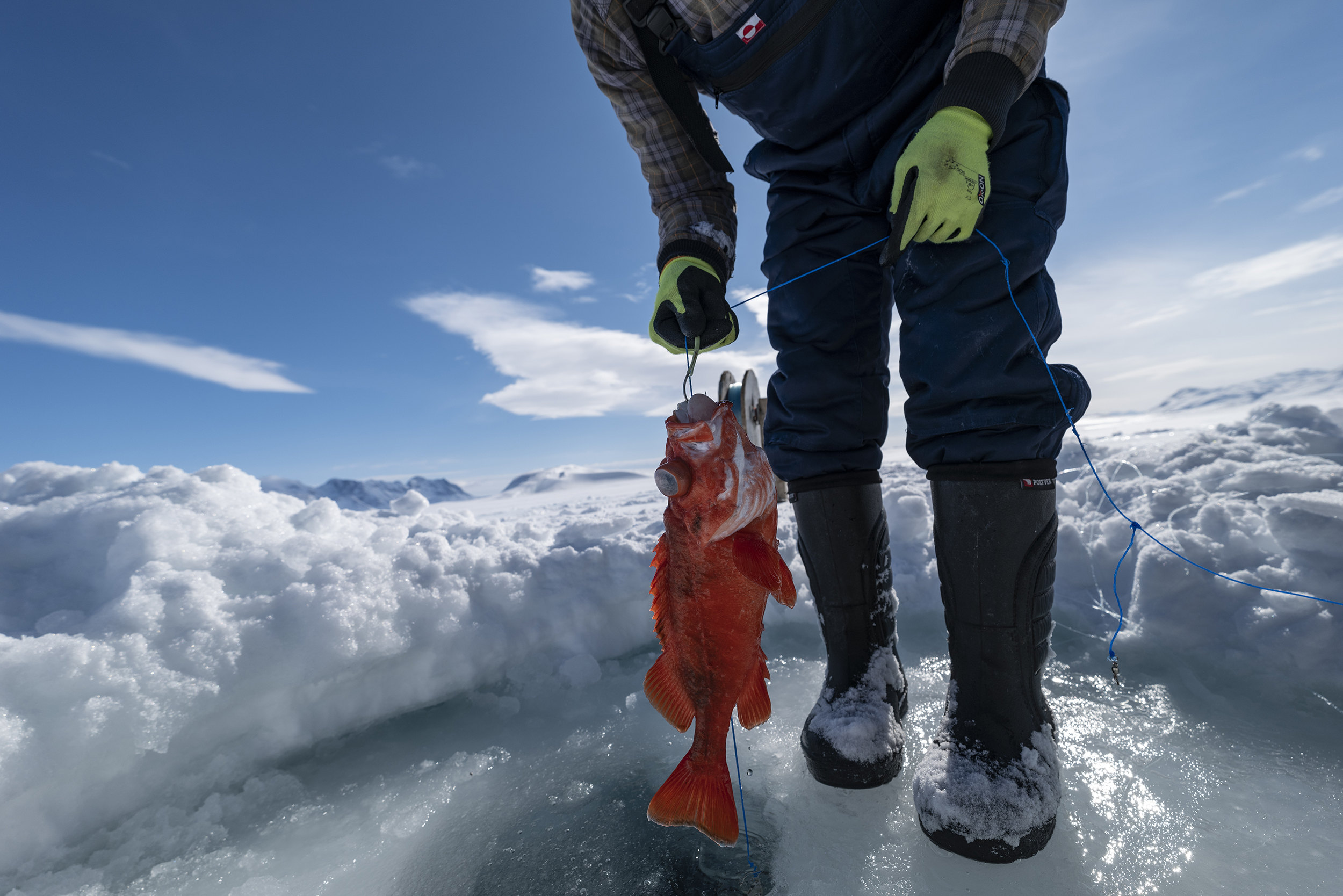 Icefishing on the frozen fjord - Photo by Carsten Egevang - Visit East Greenland